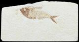 Bargain, Diplomystus Fossil Fish - Wyoming #67939-1